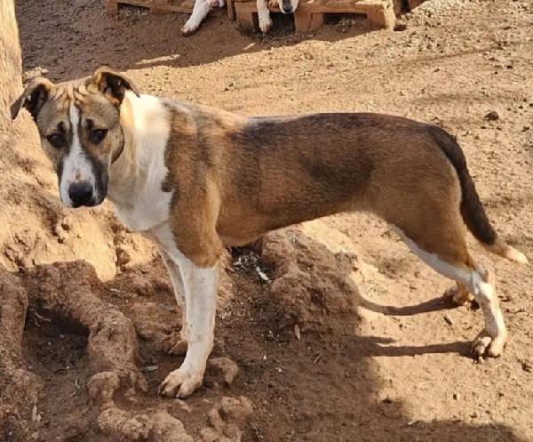 Drago/Lara 1anno mix Pitbull crescono in rifugio.CALABRIA Foto 9